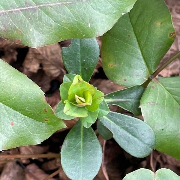 Euphorbia amygdaloides Листок