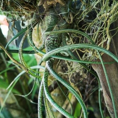 Tillandsia butzii Φύλλο