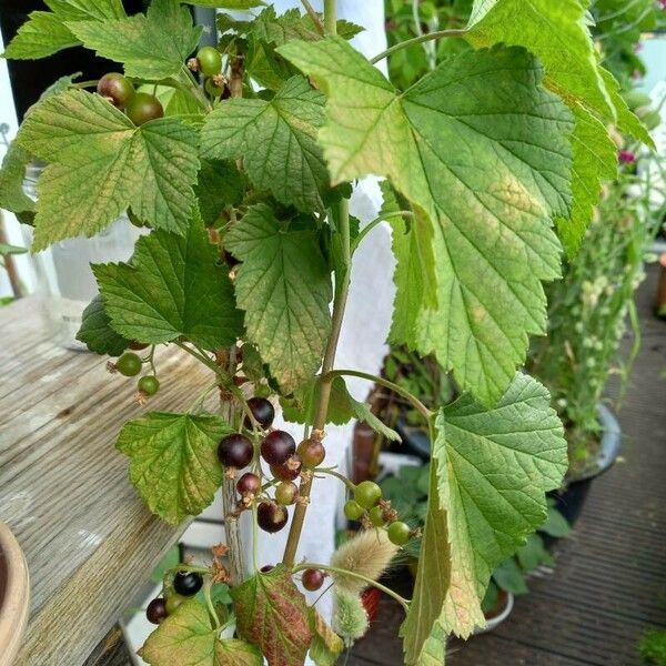 Ribes nigrum Fruto