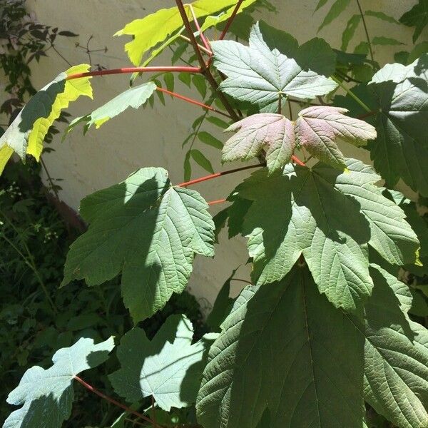 Acer neapolitanum पत्ता