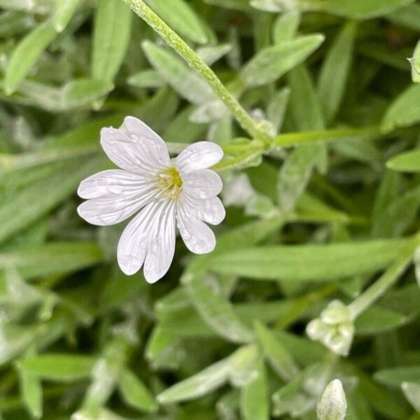 Cerastium tomentosum Květ