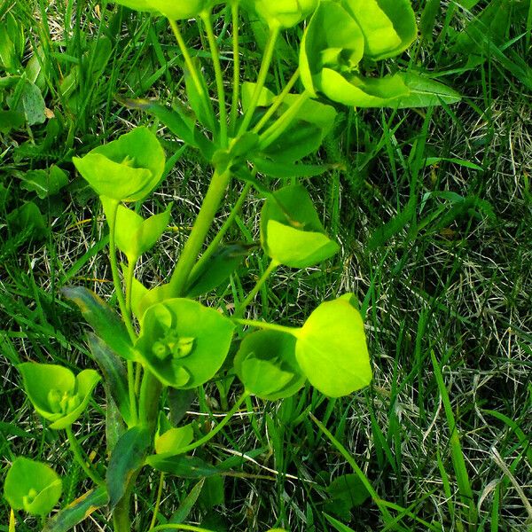 Euphorbia amygdaloides 整株植物