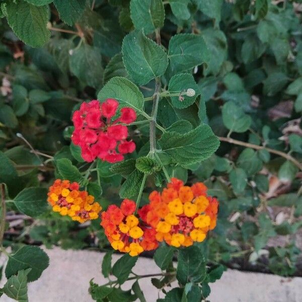 Lantana camara Blomma