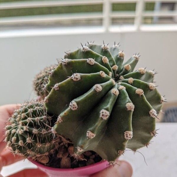 Echinopsis oxygona Leaf