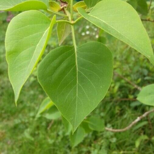 Syringa vulgaris ഇല