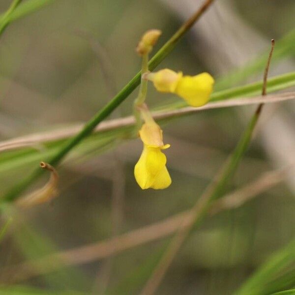 Utricularia bifida Fiore