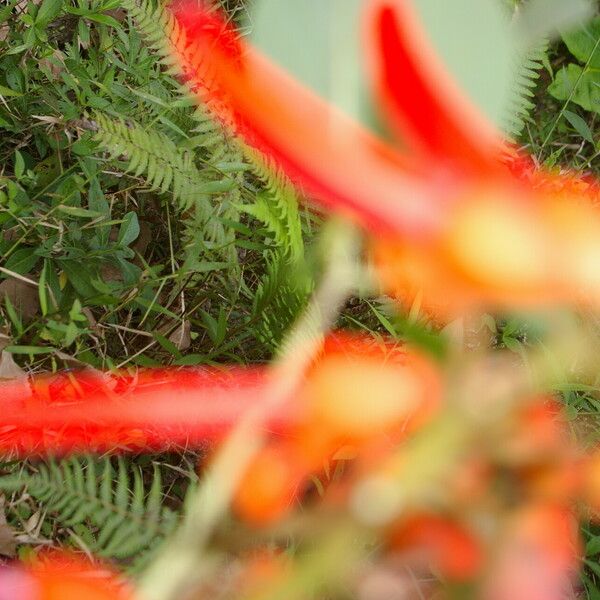 Erythrina globocalyx Cvet