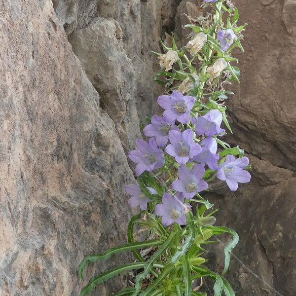 Campanula speciosa Květ