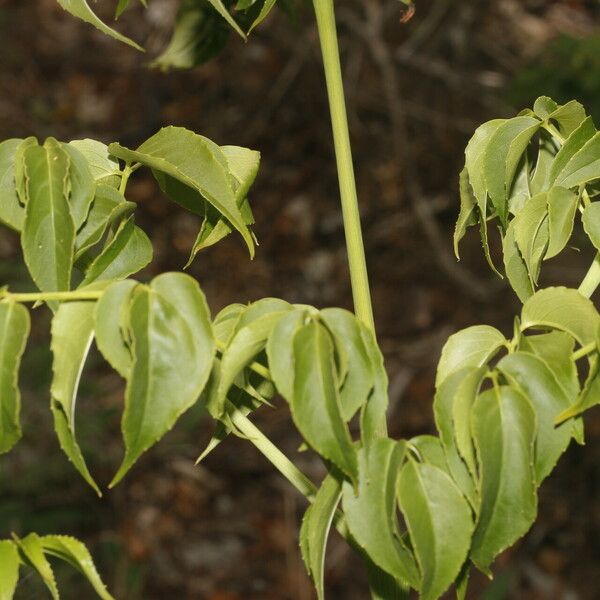 Aralia excelsa Leaf