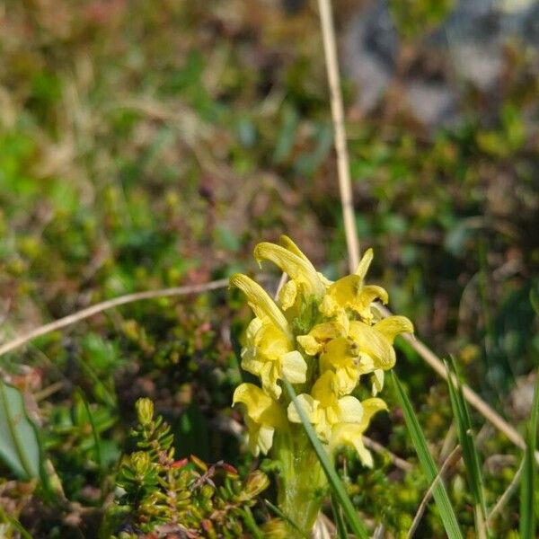 Pedicularis oederi Flower