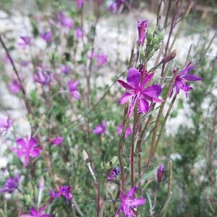 Epilobium dodonaei Virág