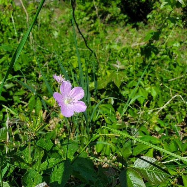 Geranium maculatum Fiore