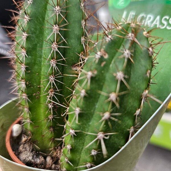 Echinocereus coccineus Lapas