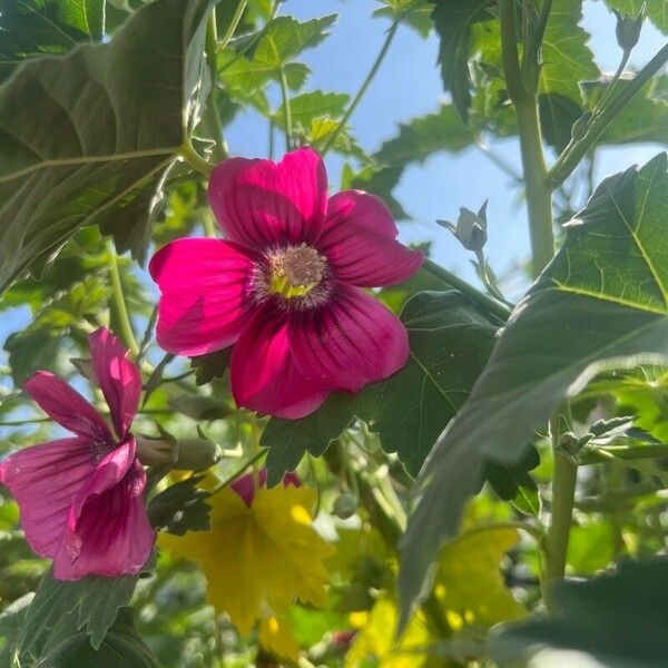 Malva assurgentiflora Kukka