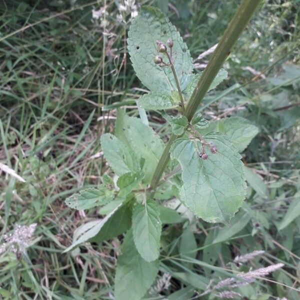 Scrophularia auriculata Blad