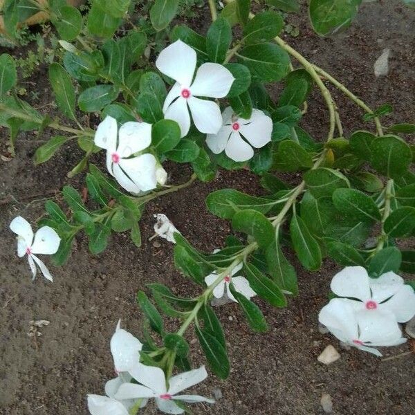 Catharanthus coriaceus 花