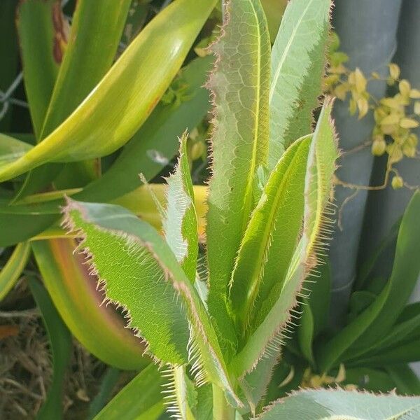 Lactuca virosa Leaf