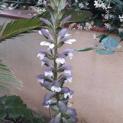 Acanthus mollis Flower