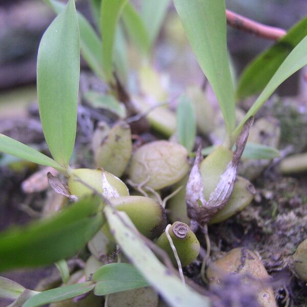 Bulbophyllum falcatum موطن