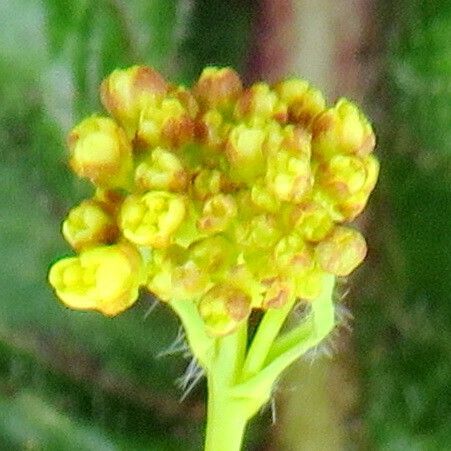 Erysimum cheiranthoides Flower