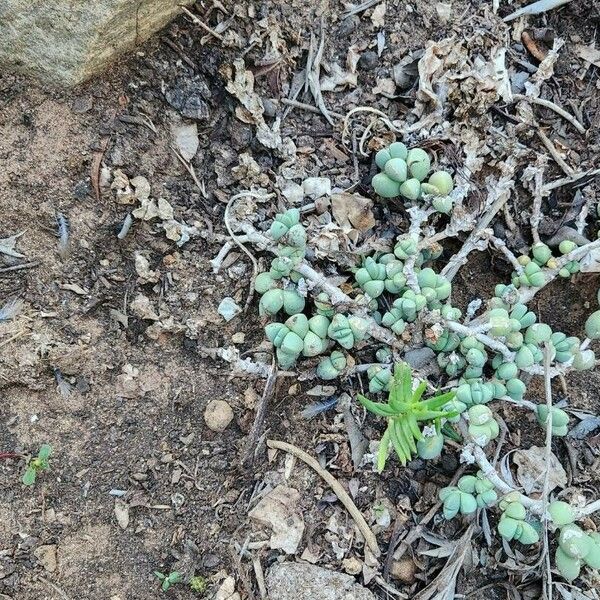 Sedum dasyphyllum Blad