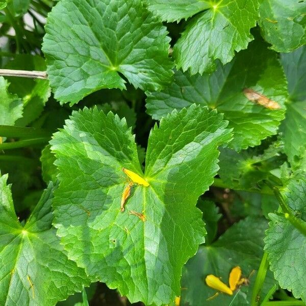 Caltha palustris Folla