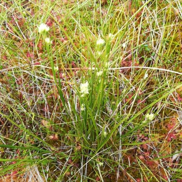 Rhynchospora alba Blomst