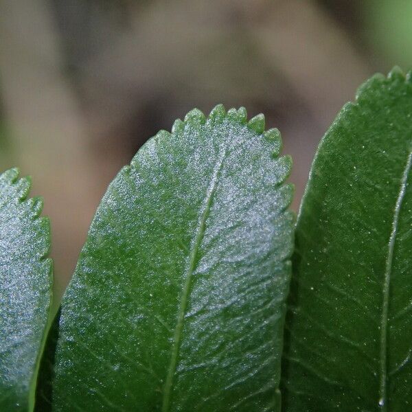 Pteris hamulosa Liść