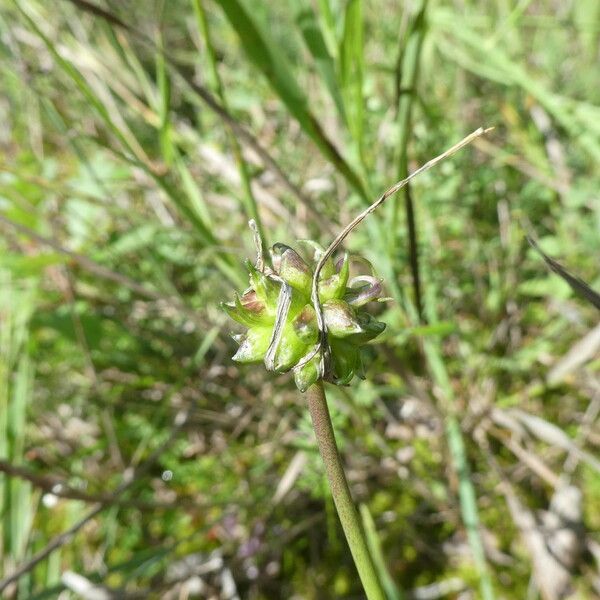 Allium oleraceum 花