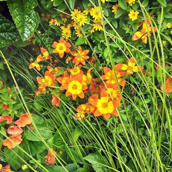 Bidens triplinervia Flower