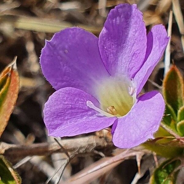 Barleria delamerei Flor