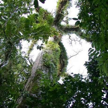 Ceiba pentandra Habitat