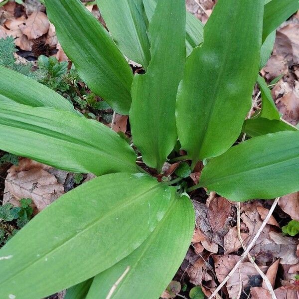 Allium ursinum Buveinė