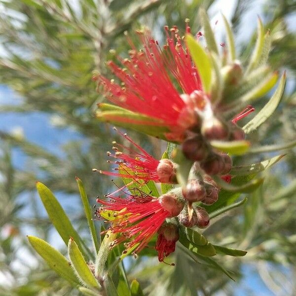 Melaleuca viminalis Fleur