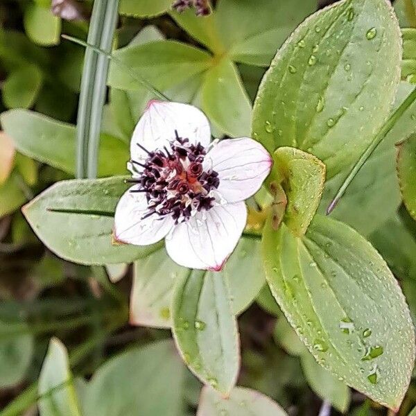 Cornus suecica Flower