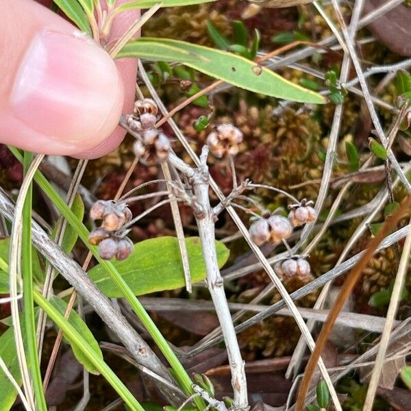 Kalmia polifolia Fruit