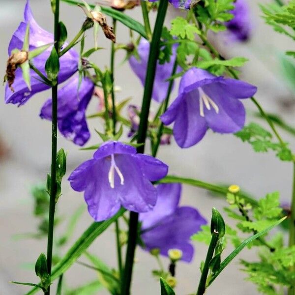 Campanula persicifolia عادت داشتن