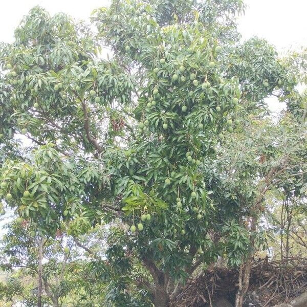 Mangifera indica 果実