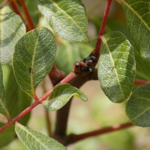 Pistacia terebinthus Levél