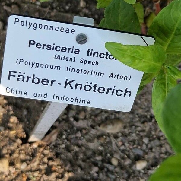 Persicaria tinctoria Drugo