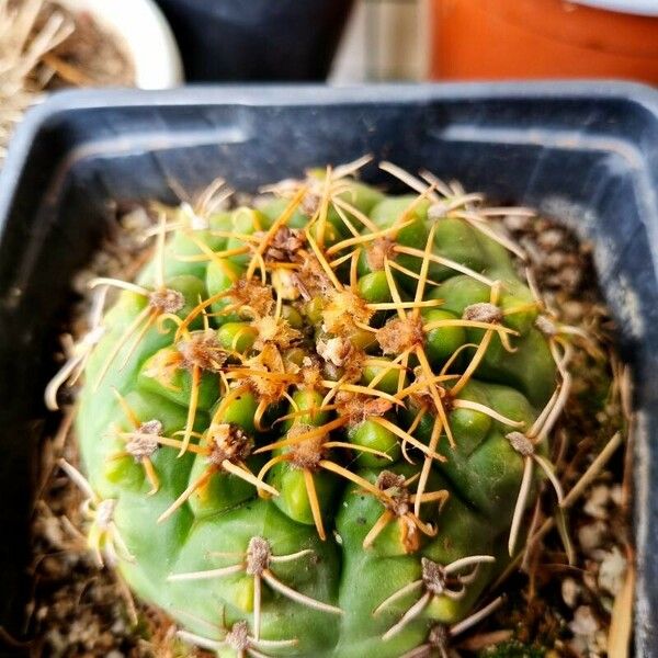 Gymnocalycium baldianum List