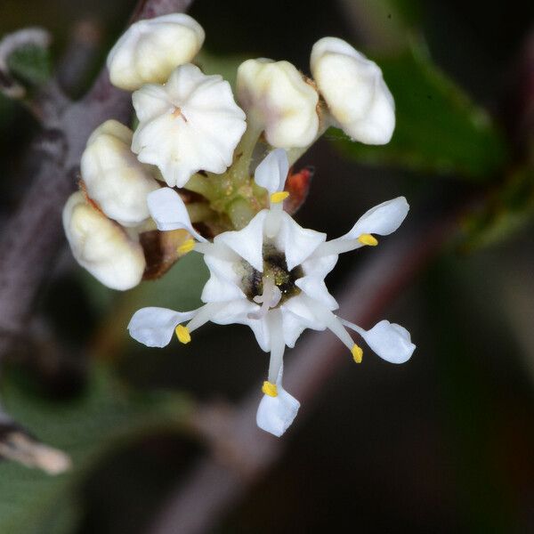 Ceanothus jepsonii फूल