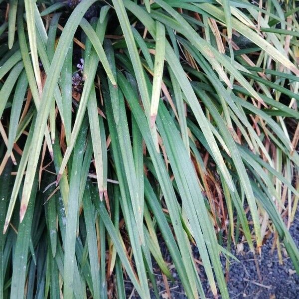 Liriope muscari Leaf