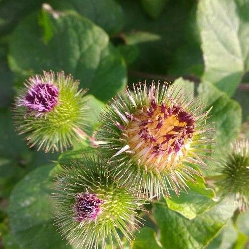 Arctium nemorosum Flower