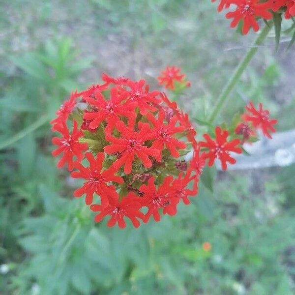 Silene chalcedonica Цвят