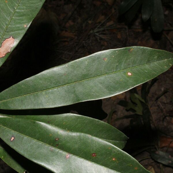 Manilkara chicle Leaf
