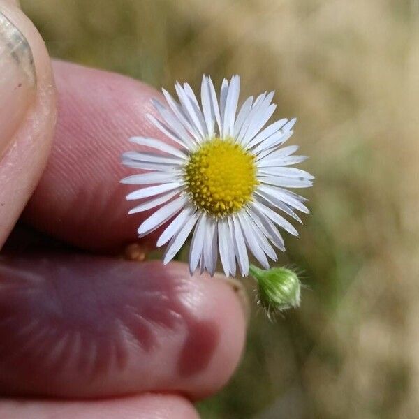 Erigeron strigosus Кветка