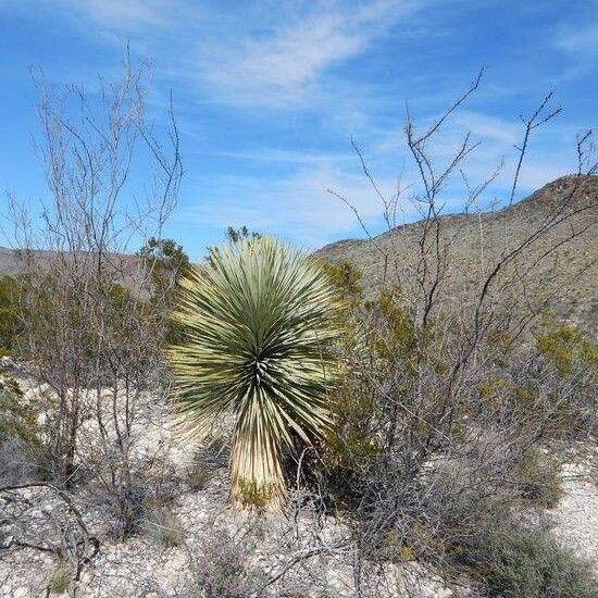 Yucca thompsoniana 形態