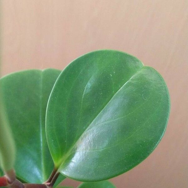 Peperomia obtusifolia Blad