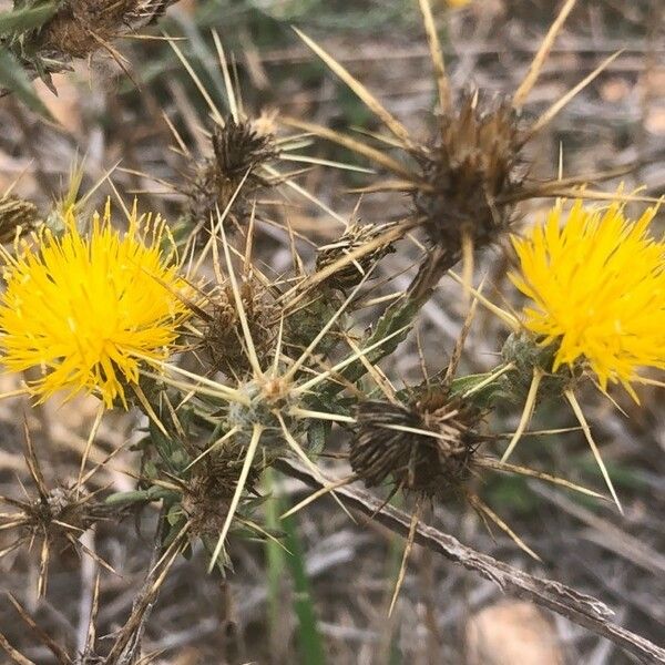 Centaurea solstitialis Flower